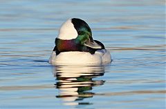 Bufflehead